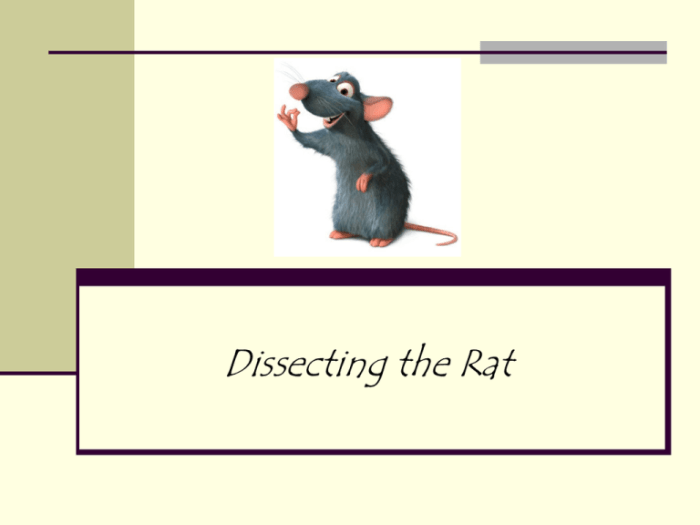 Rat dissection pre lab answer key