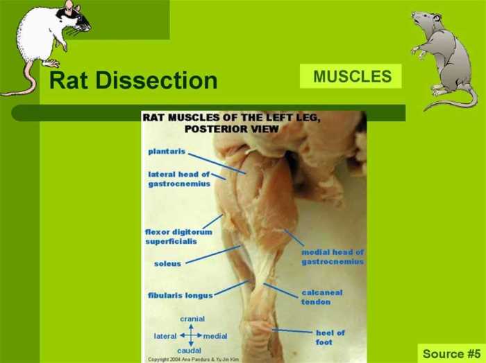 Rat dissection pre lab answer key