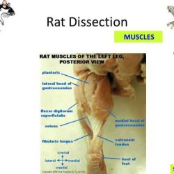 Rat dissection pre lab answer key