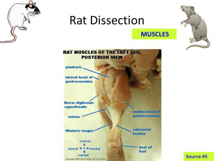 Rat dissection pre lab answer key