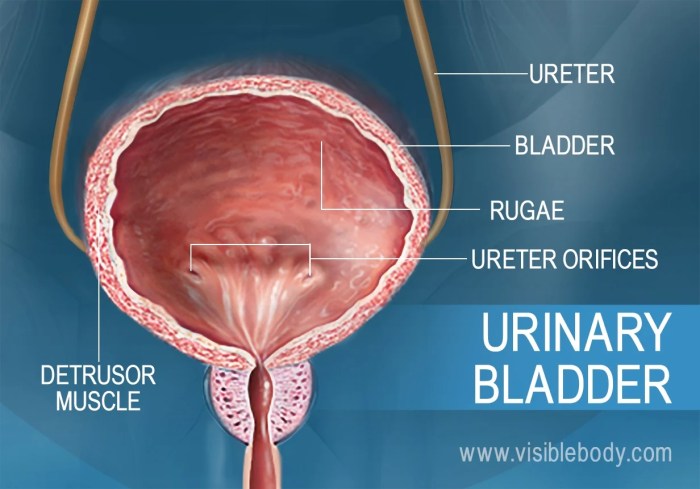 The urethra is identified by the letter _____.