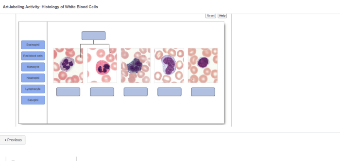 Drag the labels to identify white blood cells.