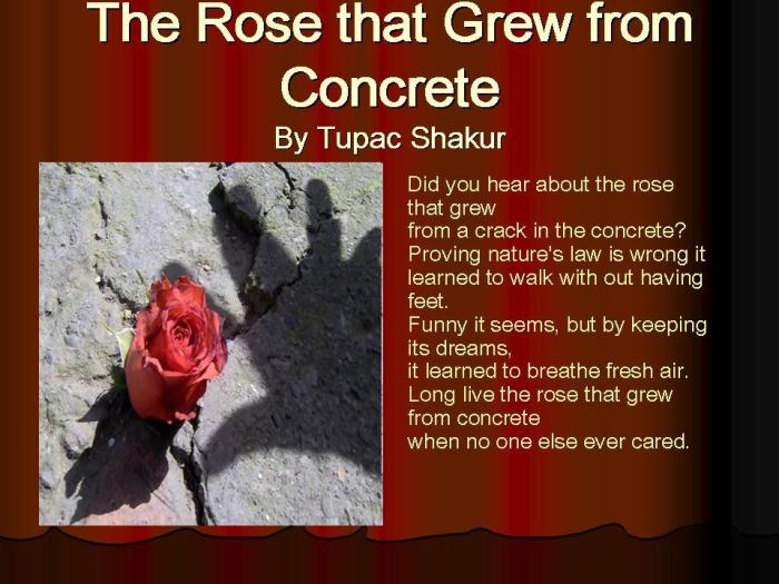 The rose that grew from concrete personification