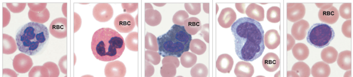 Label each drag appropriate into position identify cell type described