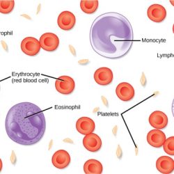 Whole composition labeling activity blood parts identify constituent drag labels part chegg answers biology solved questions answer