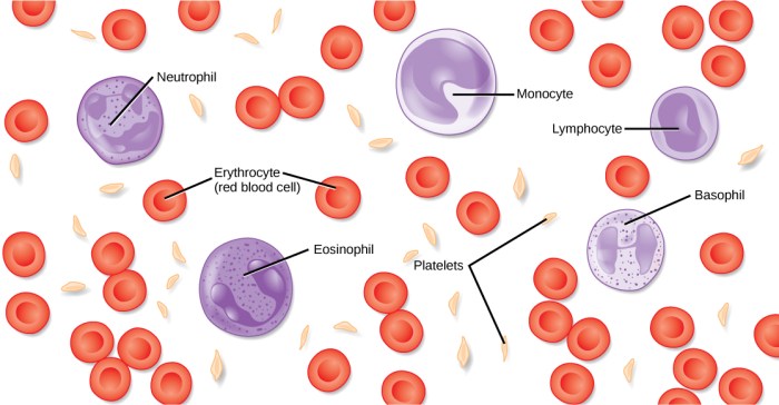 Whole composition labeling activity blood parts identify constituent drag labels part chegg answers biology solved questions answer