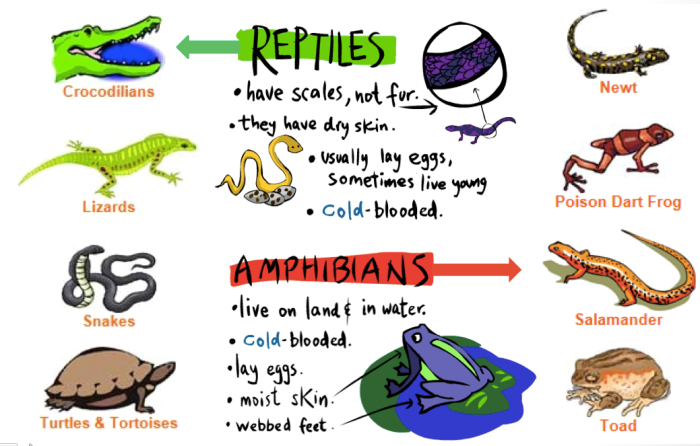 Fish or mammals evidence organizer answer key