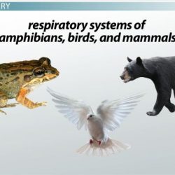 Fish or mammals evidence organizer answer key