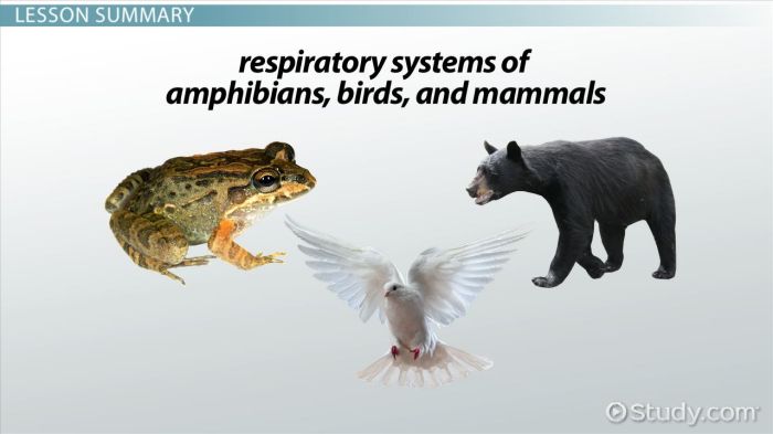 Fish or mammals evidence organizer answer key