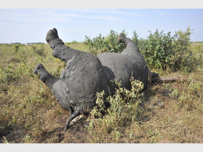 Poaching rhino cow ladbible grealish