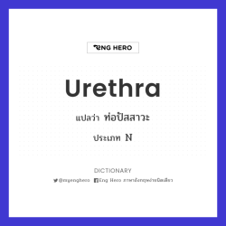 Urethra