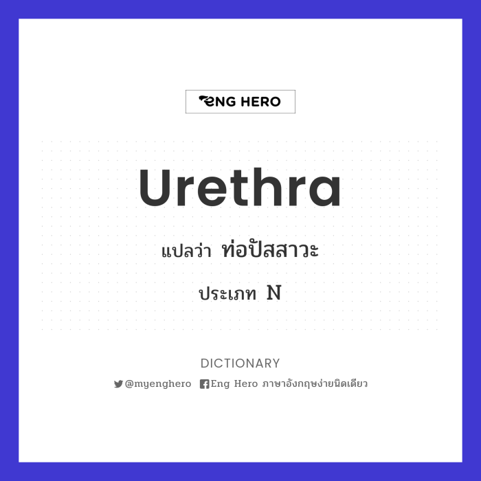 Urethra