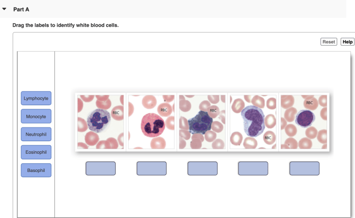 Drag the labels to identify white blood cells.